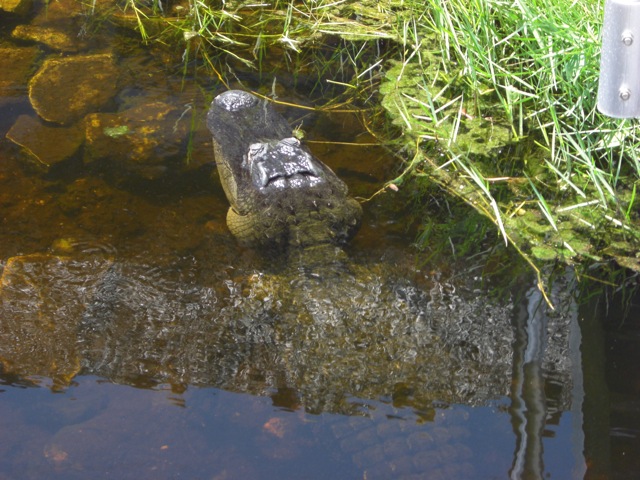 Gator Life