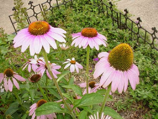 flower02.jpg