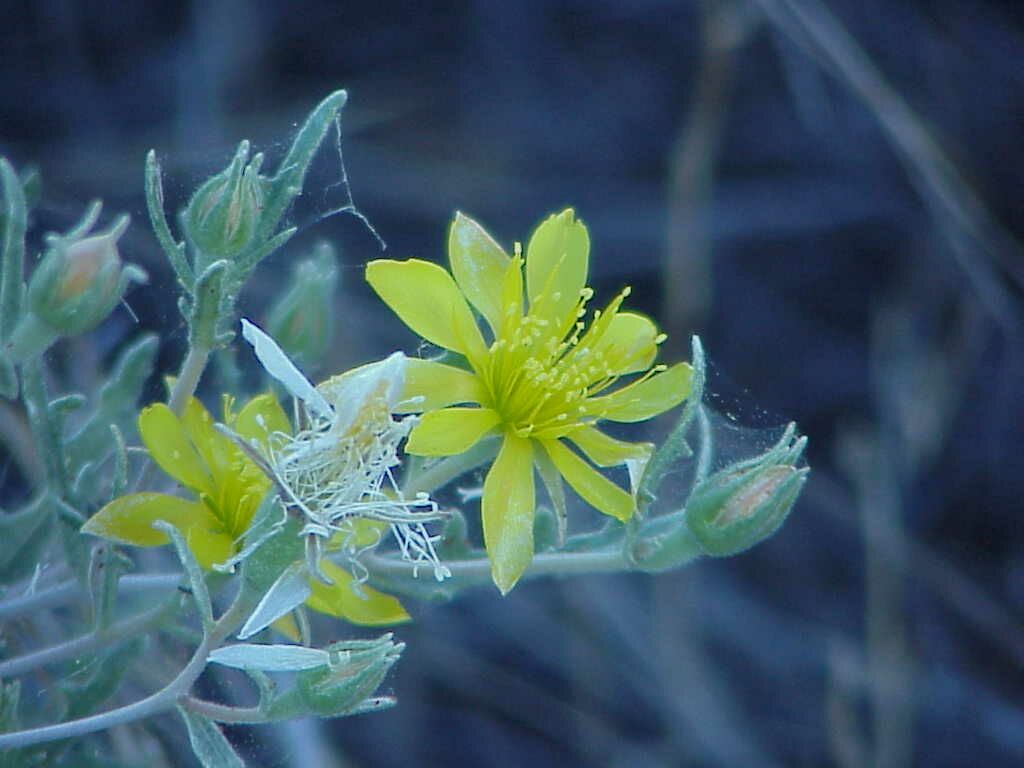 Desert Flower & web