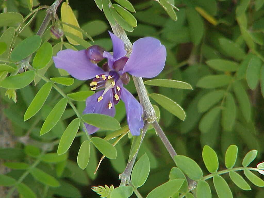 Desert Flower