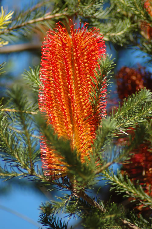 flower1234567.jpg