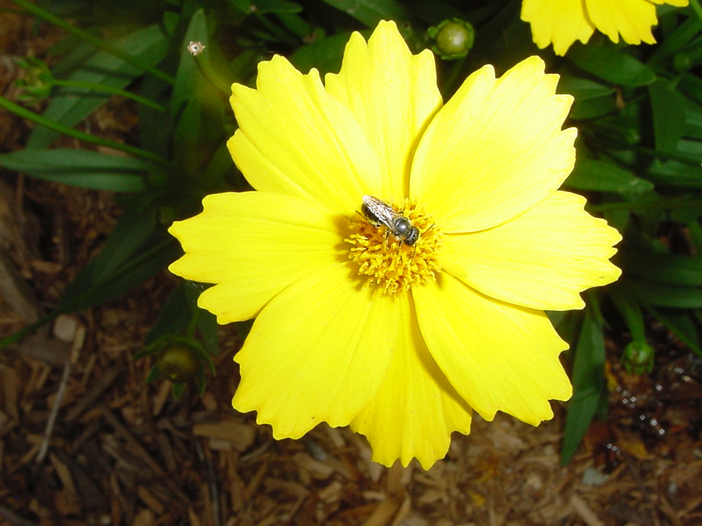 Yellow flower with bee