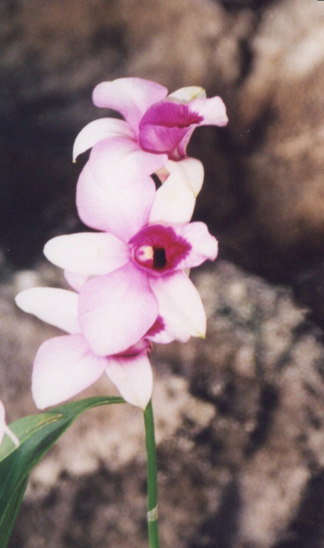 orchid