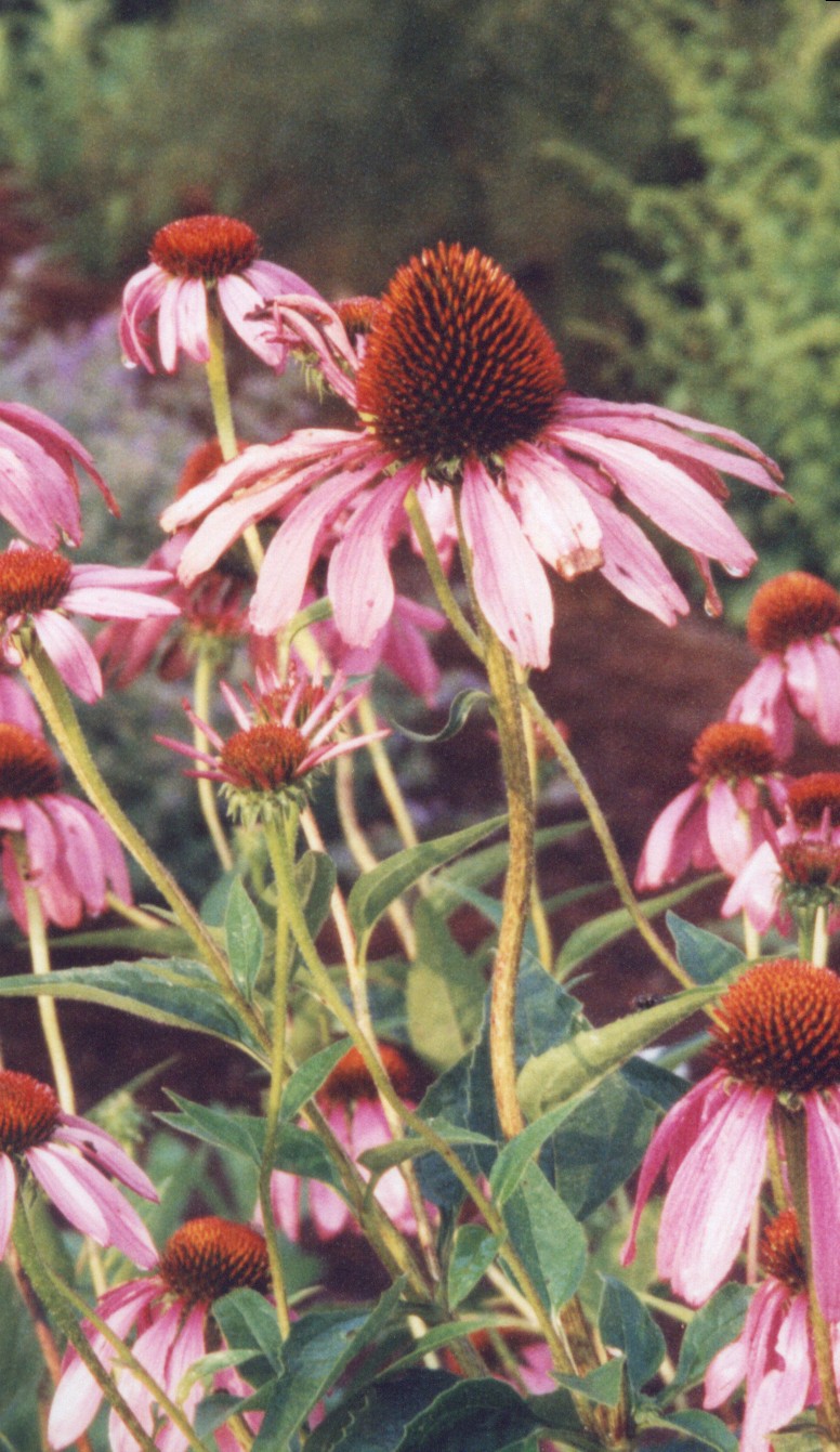 Coneflower