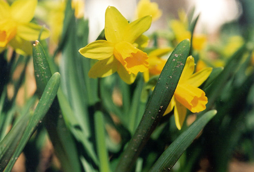 Daffodil