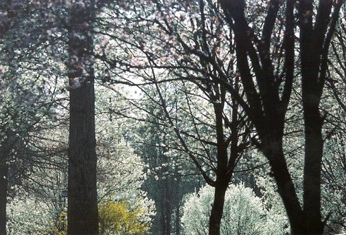 Flowering Trees