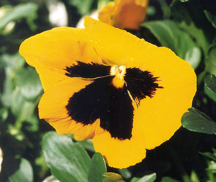 Pansy