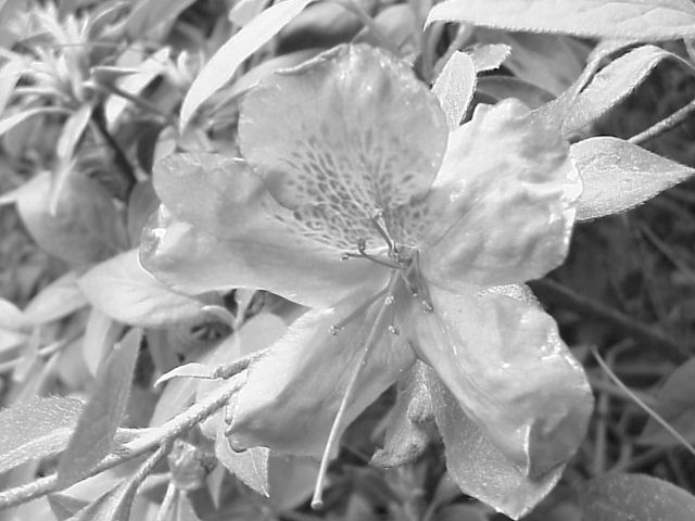 flowerbw.jpg