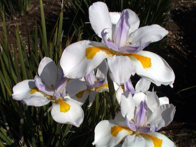 flowers, iris