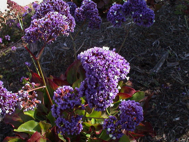 flowers_8.jpg