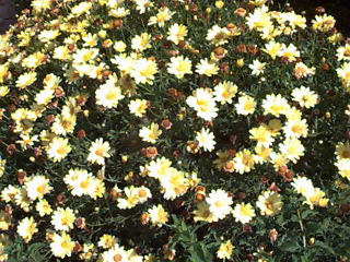 Daisies