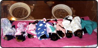 A line of spectacled flying foxes in Australia waiting to be fed.