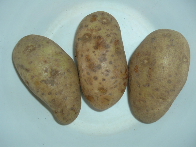 external image foods003.jpg