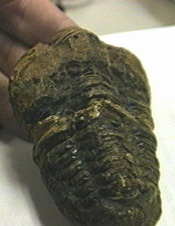 A fossil of the tail of a trilobyte