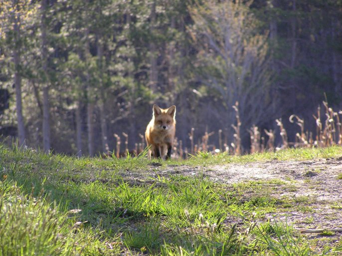 A red fox out for a morning stroll