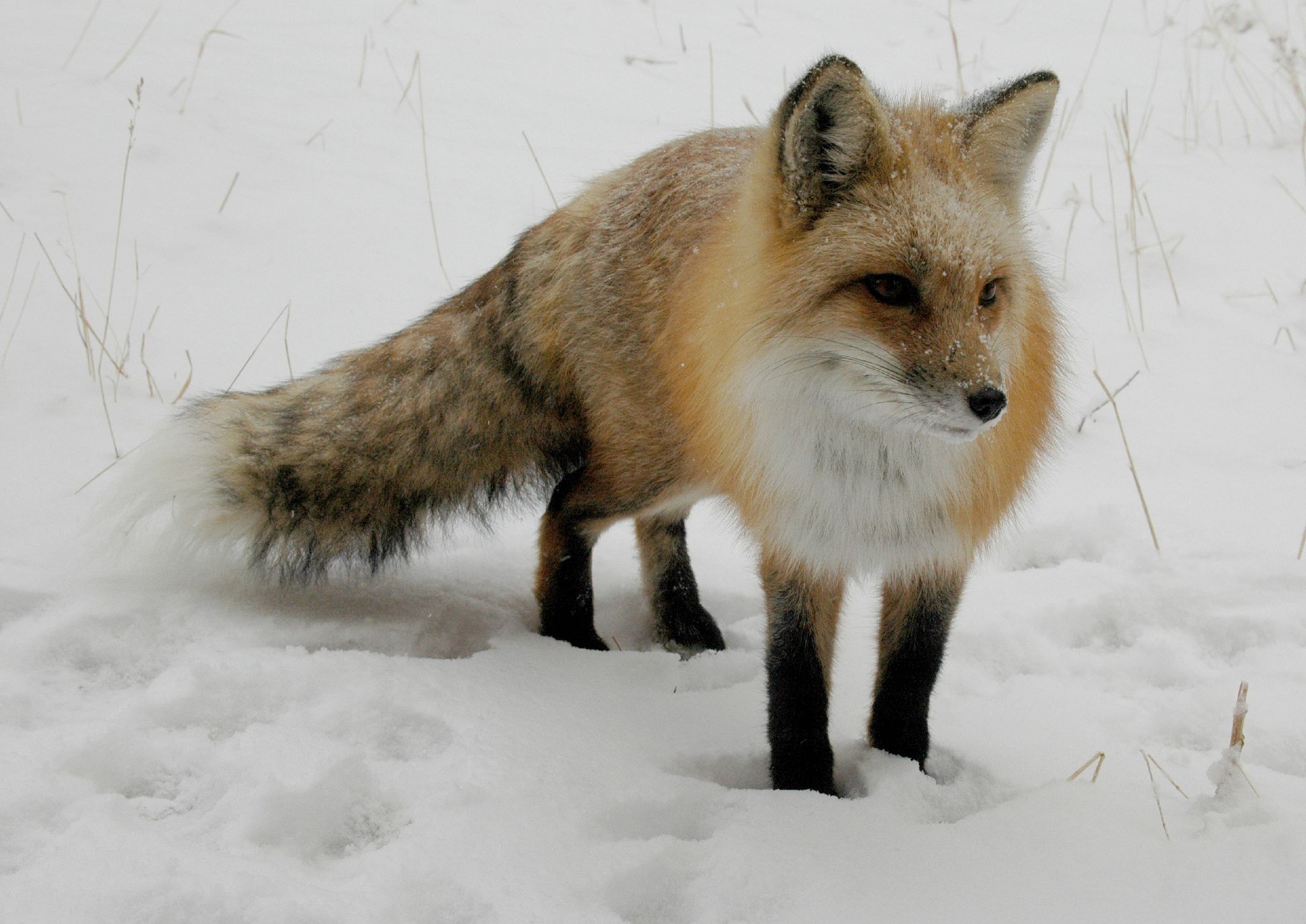 fox mammal