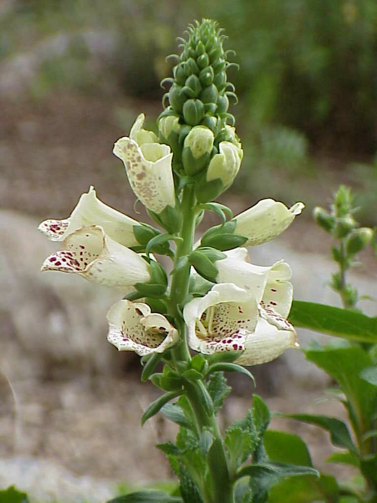 Fox Glove (digitalis)