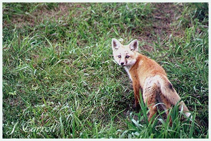 Kit Fox near den opening