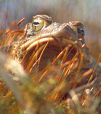 The pupil in the frog's eyes is different from people's eyes. It's a horizontal slit instead of a round hole. What could have happened to make him frown so?