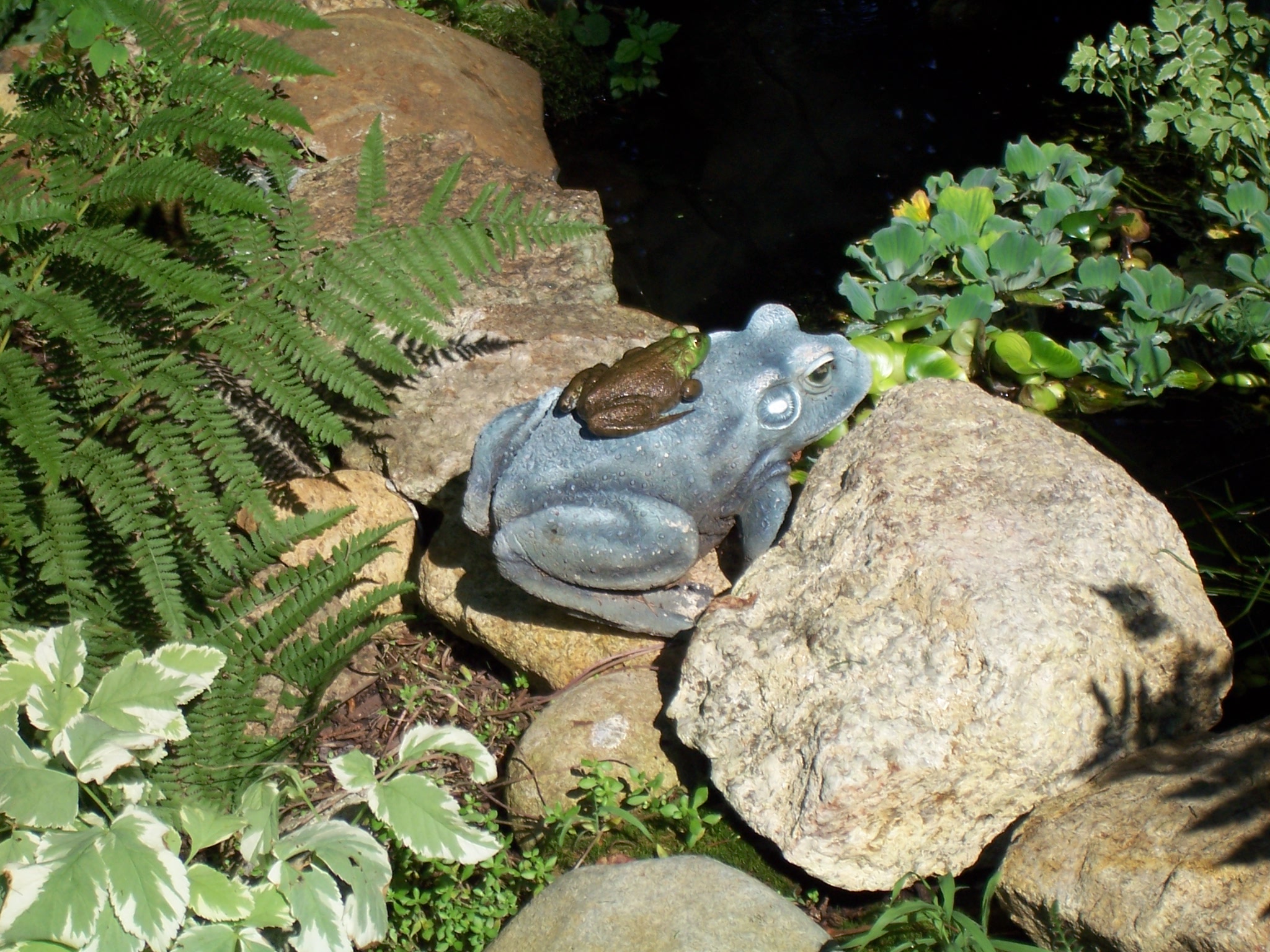 A real frog on a ceramic frog