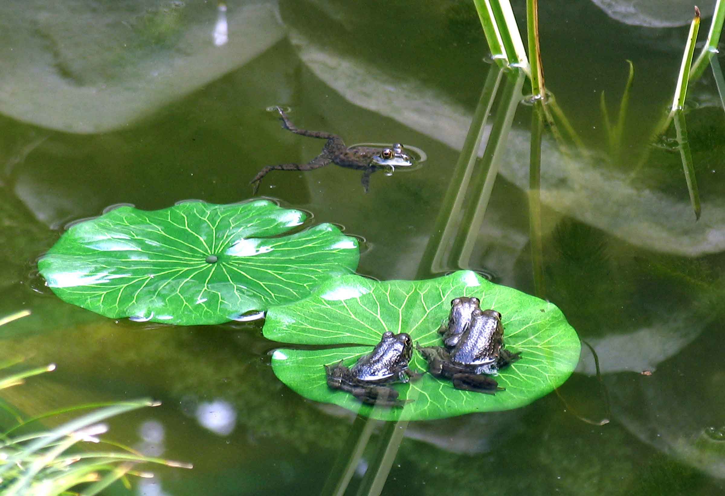 frogs-watching.jpg