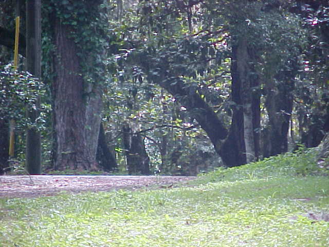 Old trees planted by the Robins family line the drive leading up to Chinsegut Hill.