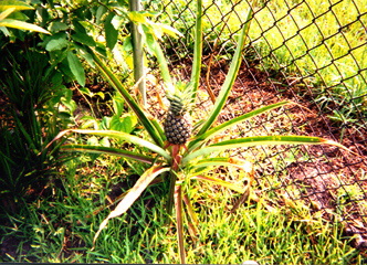 A pineapple bush in central Florida