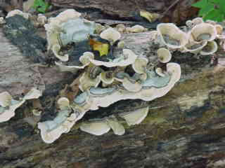 Tree Fungus