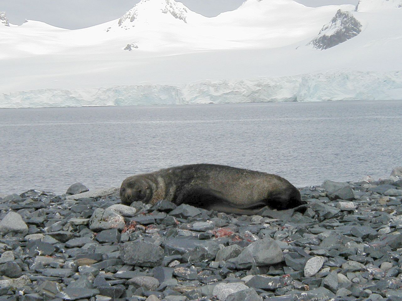 furseal-asleep.jpg