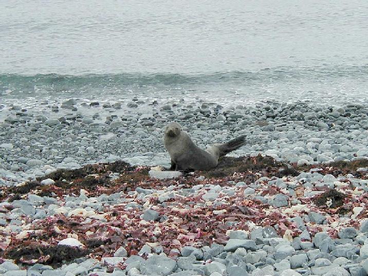 Fur Seal at Half Moon bay