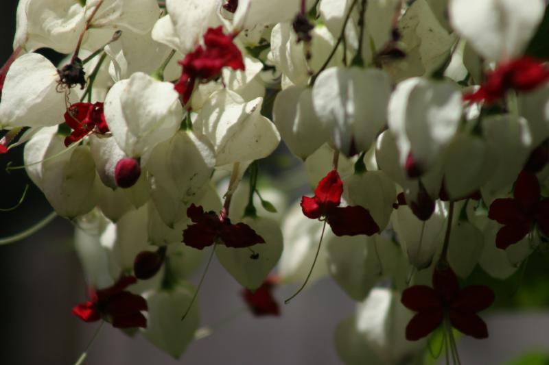 Flowers in the Galapagos