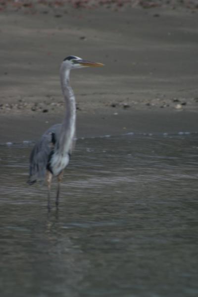 galapagos_heron.jpg