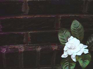 gardenia background