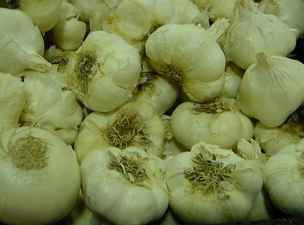 garlic.jpg