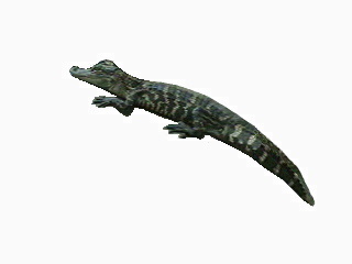 gator3.jpg