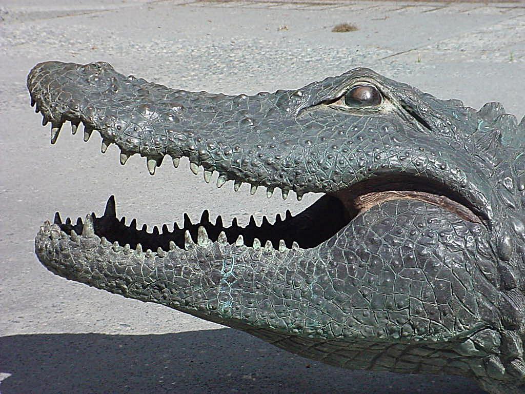 gatorhead.jpg