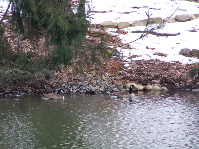 Canada Geese on pond