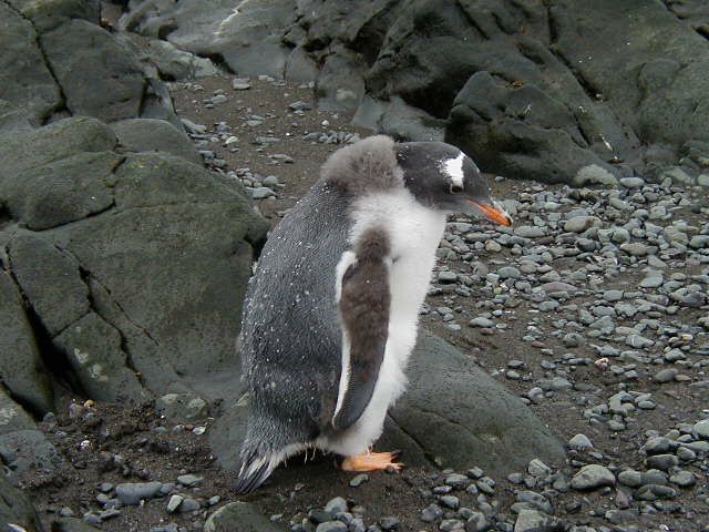 Gentoo chick