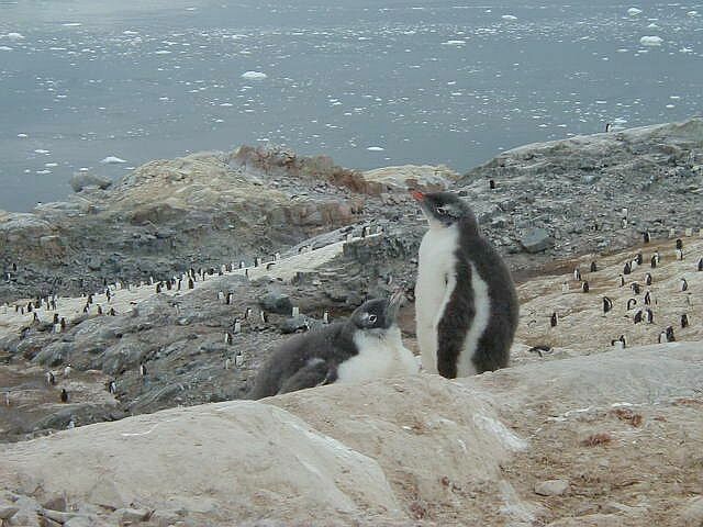 gentoo-chicks.jpg