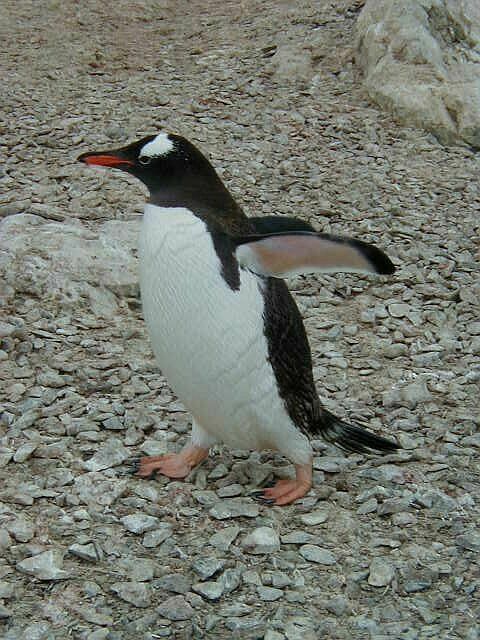 Gentoo walking