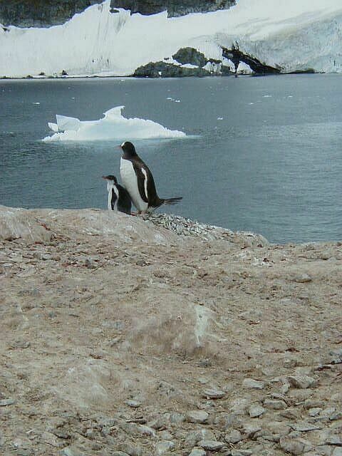 Gentoo with a late chick