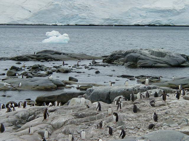 Gentoo penguin and icebergs