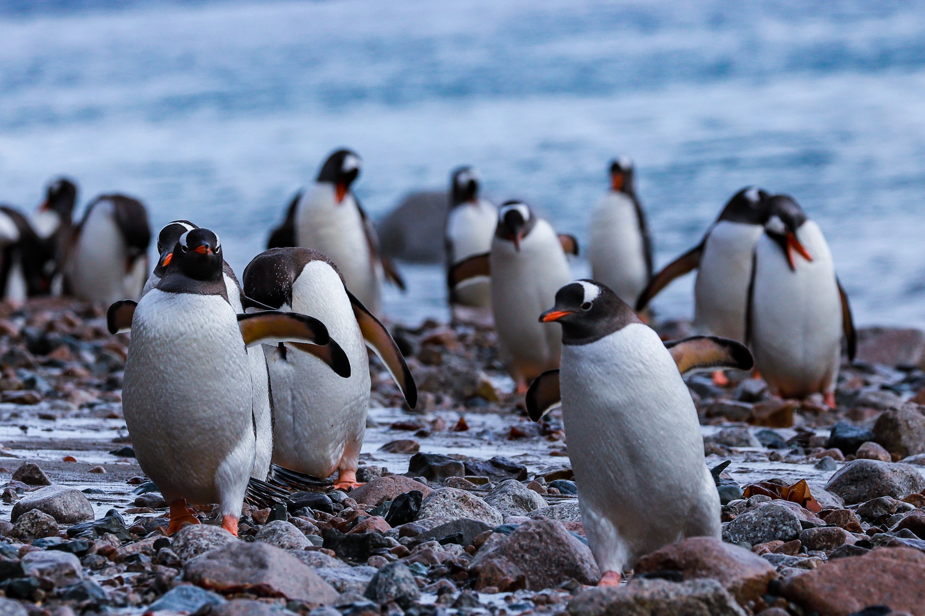 Gentoo Penguins on the Move