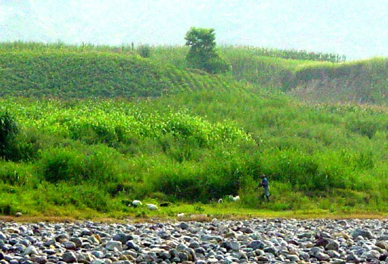 Farmer herds his goats along the banks