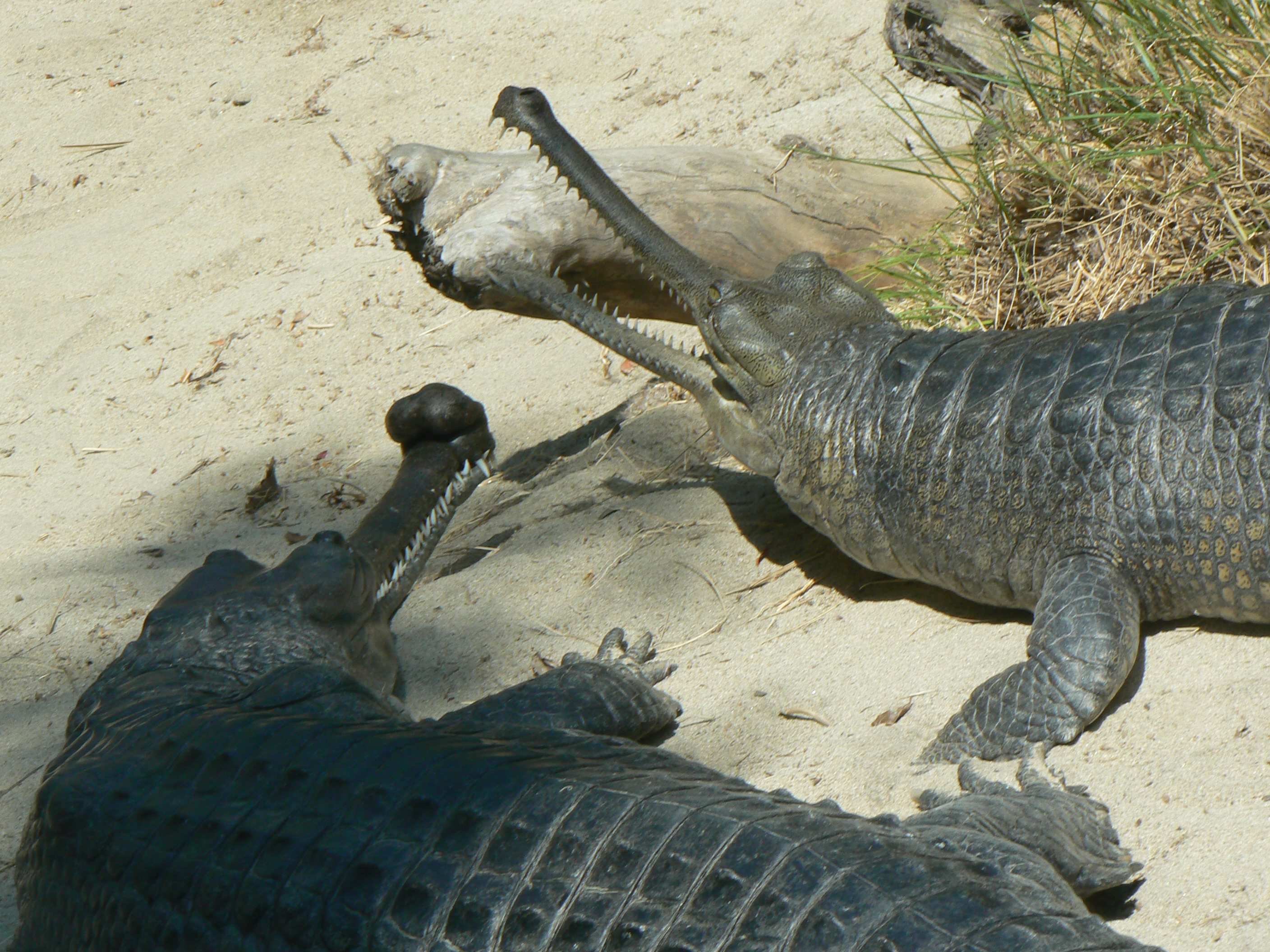 Gharial Crocodile - Gavialis gangeticus