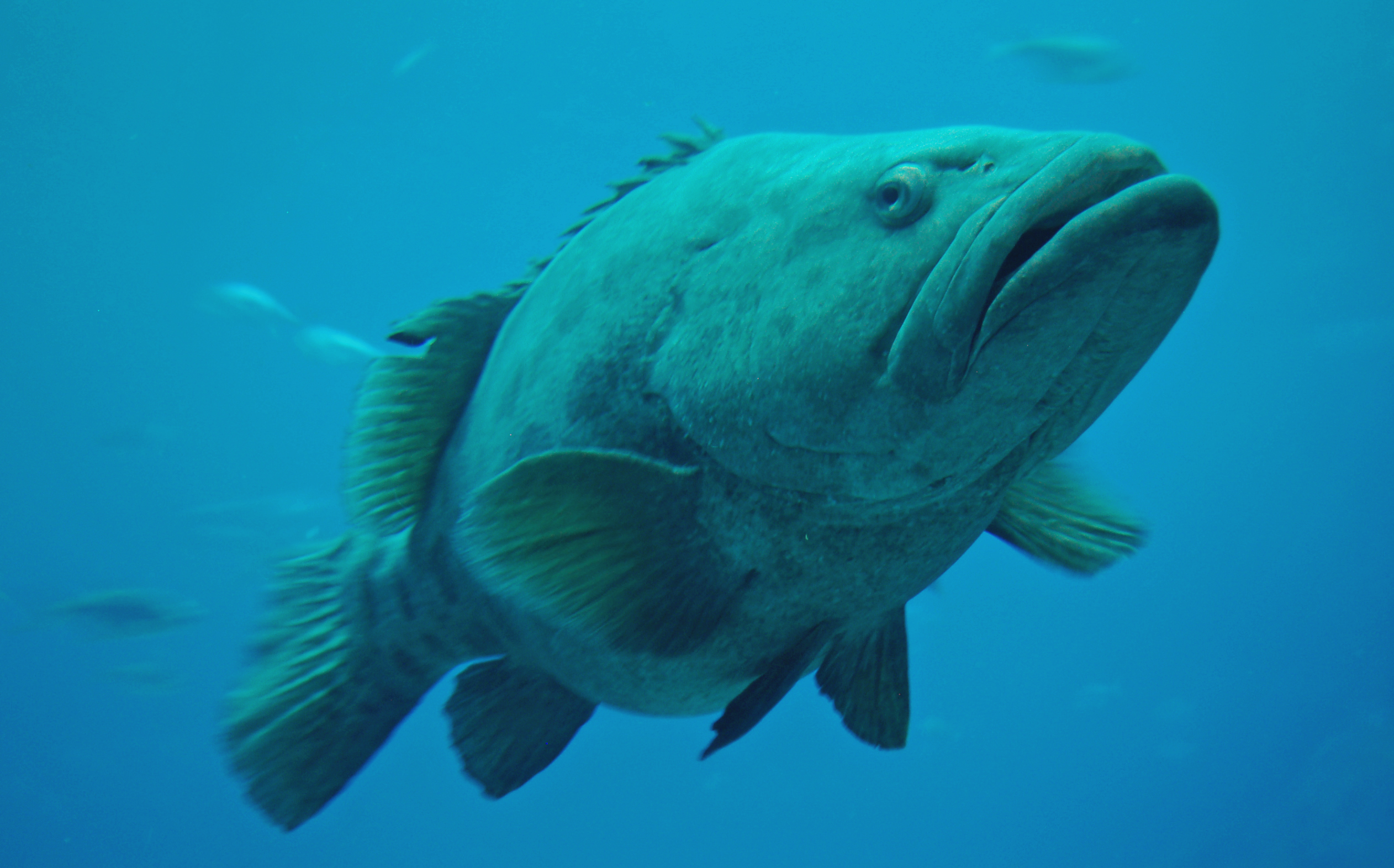 Giant Grouper