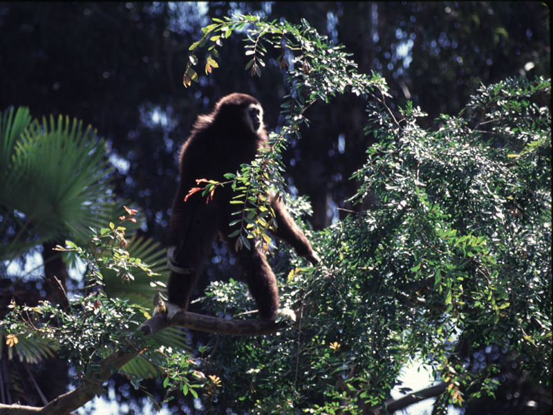 Gibbon (Hylobates lar)