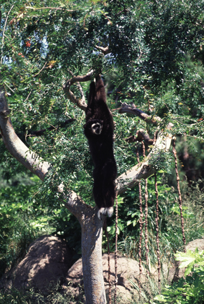 Gibbon (Hylobates lar)