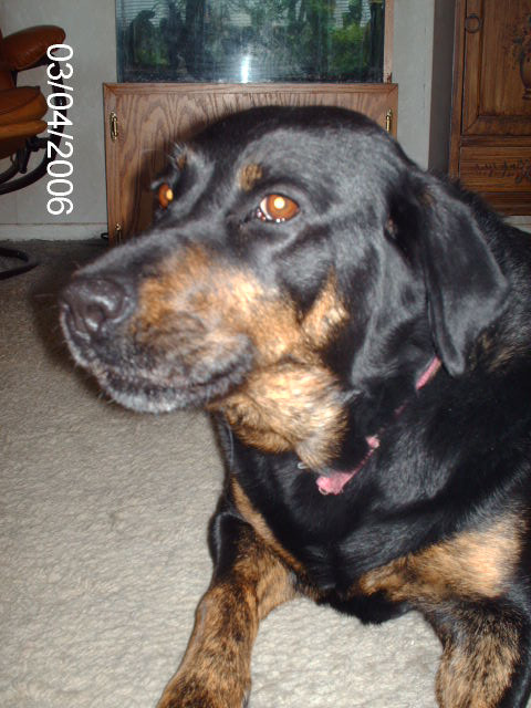 Rottie Dog