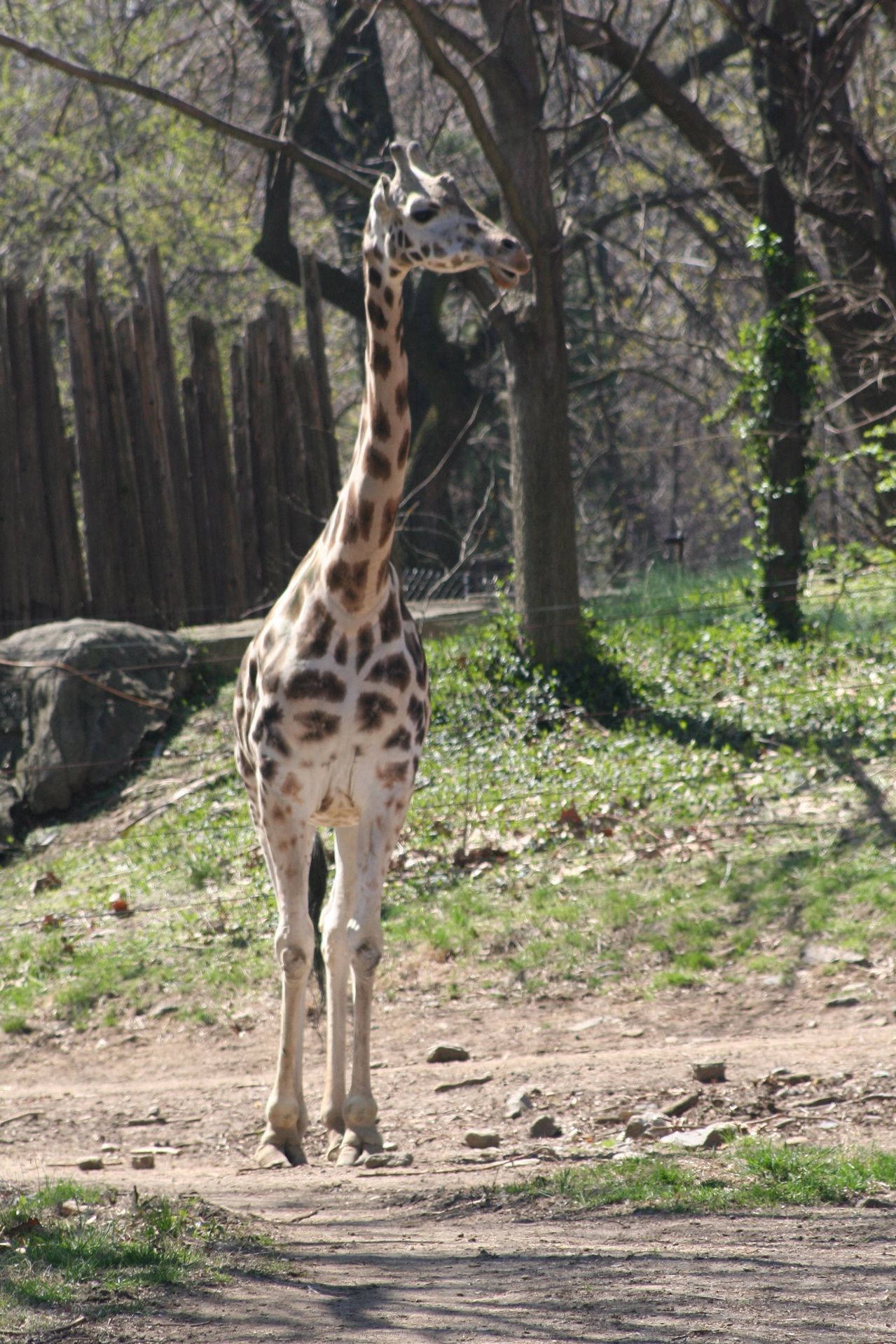 Giraffe Walking